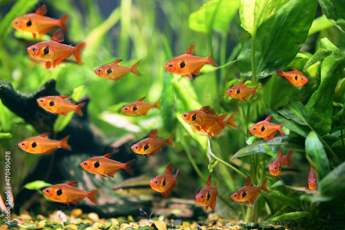 A flock of fish Red Phantom Tetra (Hyphessobrycon sweglesi) macro close up in a fish tank with blurred background photo