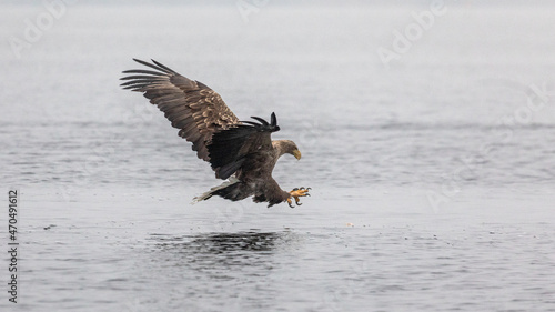 Bird of prey while hunting for fish