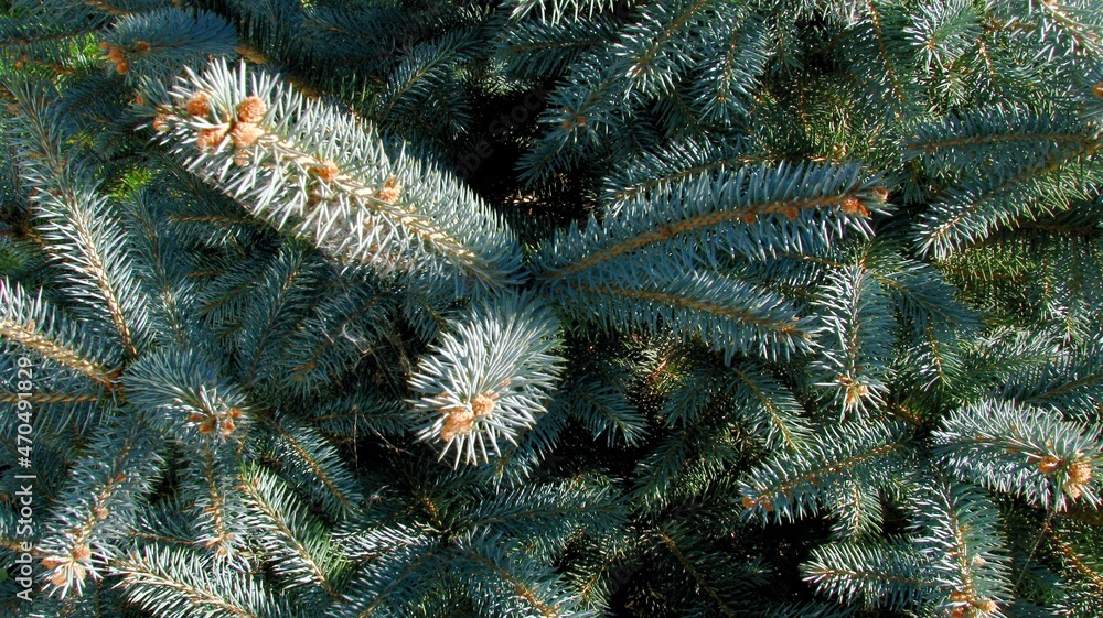 christmas tree branches with cones