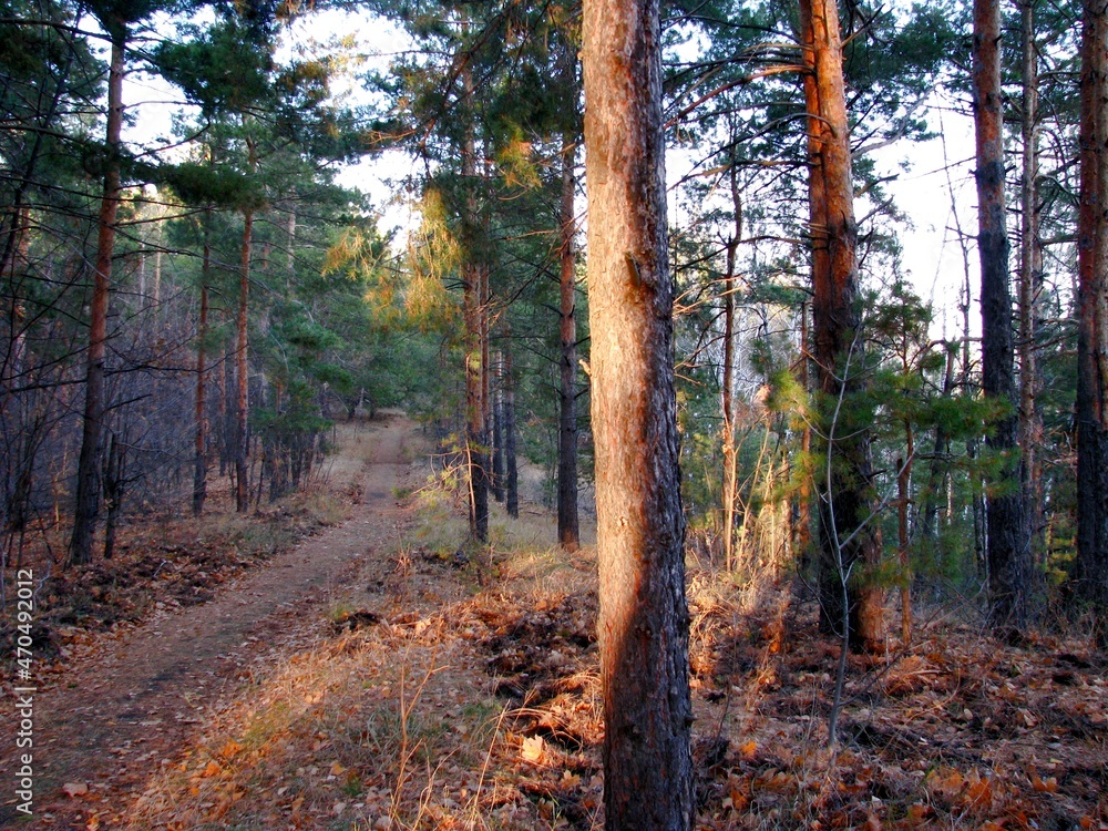 Obraz premium autumn forest in the morning