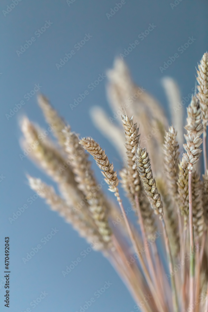 Close-up of spikelets of wheat on a blue background. Close-up of spikelets of wheat on a blue background.