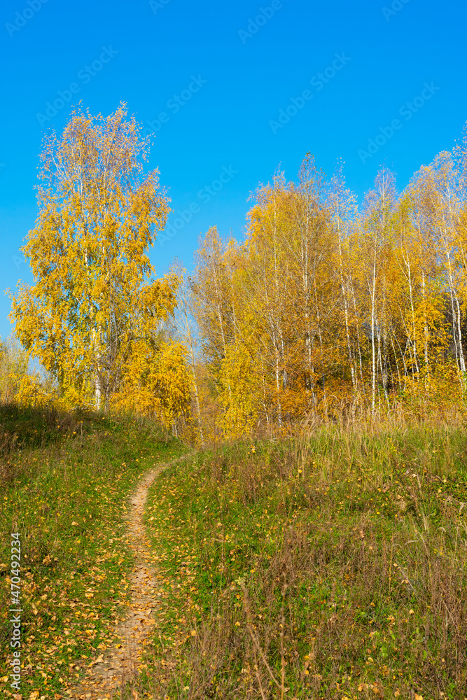 Vertical format of autumn forest and road in sunny warm day. Fall colors
