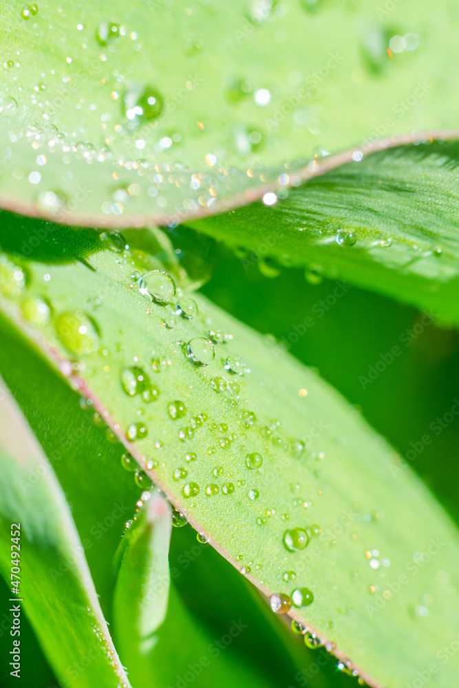 Vertical macro photo of wide wet leaves after summer rain. Shining water drops on green leaves Vertical macro photo of wide wet leaves after summer rain. Shining water drops on green leaves