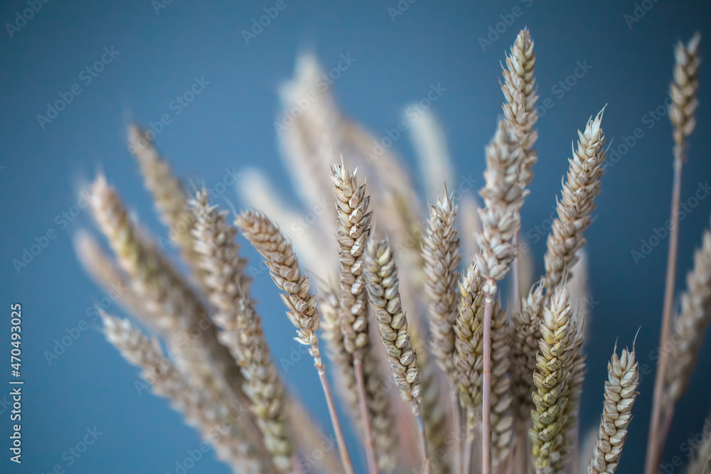 Close-up of spikelets of wheat on a blue background.