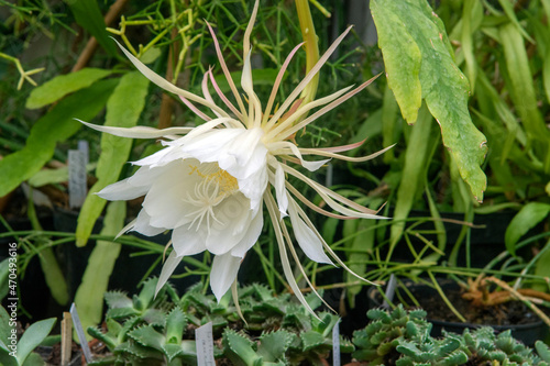 Epiphyllum anguliger