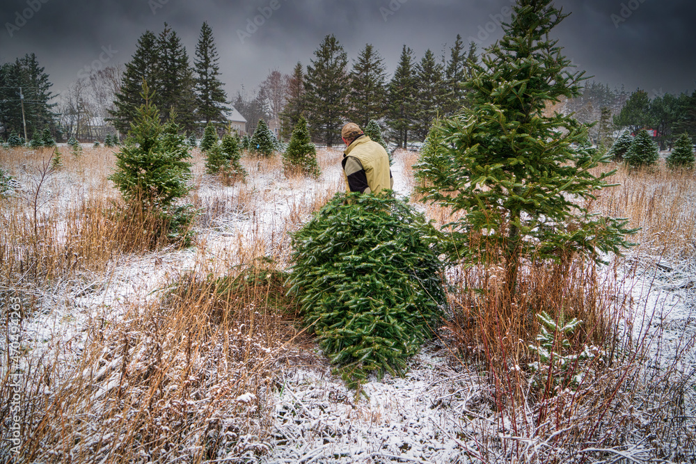 Older senior man hauling a freshly cut balsam fir through a Christmas tree farm. - obrazy, fototapety, plakaty 