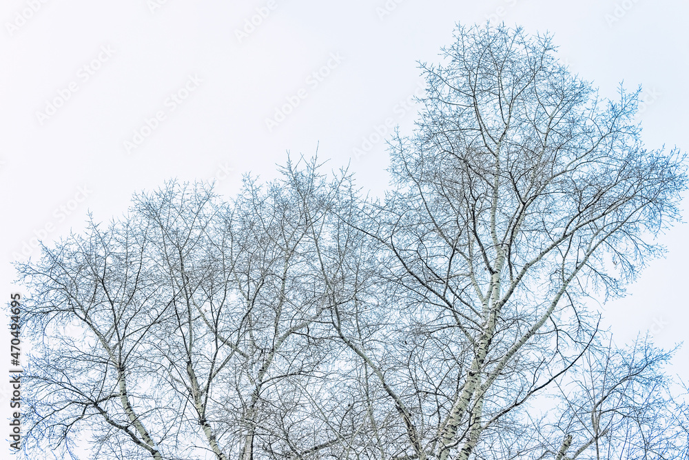 the snowy tree branches against white sky the snowy tree branches against white sky