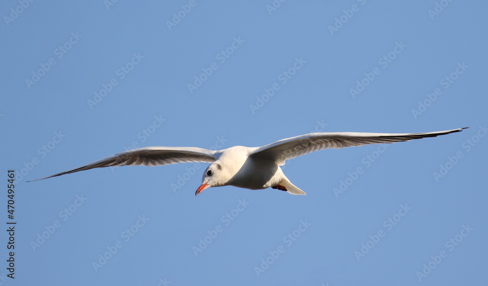 Fototapeta premium Close up Black-headed Gull in flight, Larus ridibundus