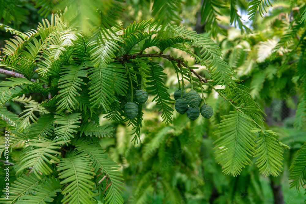 Obraz premium Metasequoia