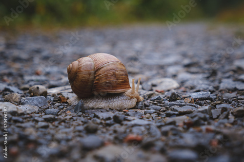 large garden snail with an crack in snail shell on an gravel road in Germany. 