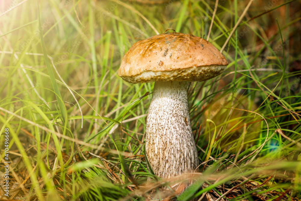 Luxurious young boletus mushroom (Leccinum scabrum) in the grass low angle view. Birch bolete with a brown cap is an edible mushroom. Luxurious young boletus mushroom (Leccinum scabrum) in the grass low angle view. Birch bolete with a brown cap is an edible mushroom.