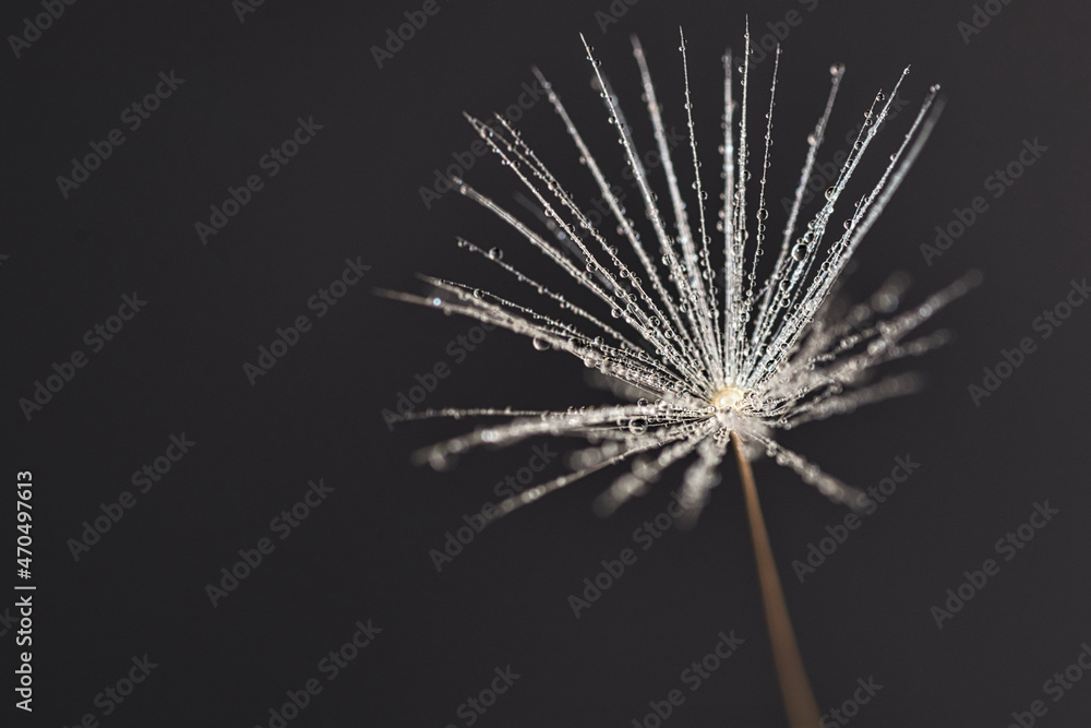 Naklejka premium Samen vom Löwenzahn mit windwedel