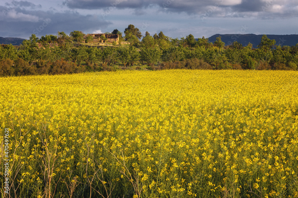 Spectacular field of rapeseed in full yellow bloom in Tarragona, Spain