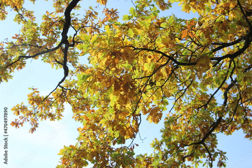 Branches of a tree with yellow autumn leaves on a clear day. Branches of a tree with yellow autumn leaves on a clear day.