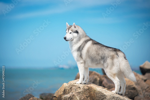 Siberian husky dog standing at rock on blue sea landscape photo
