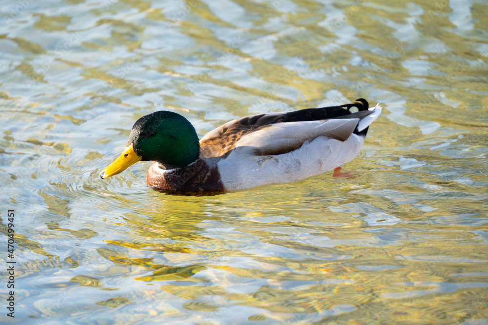 Obraz premium duck on the water