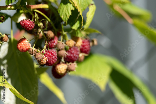 Red raspberries on a twig. Ripening red fruits. Healthy, fresh and natural food. Autumn in the garden.