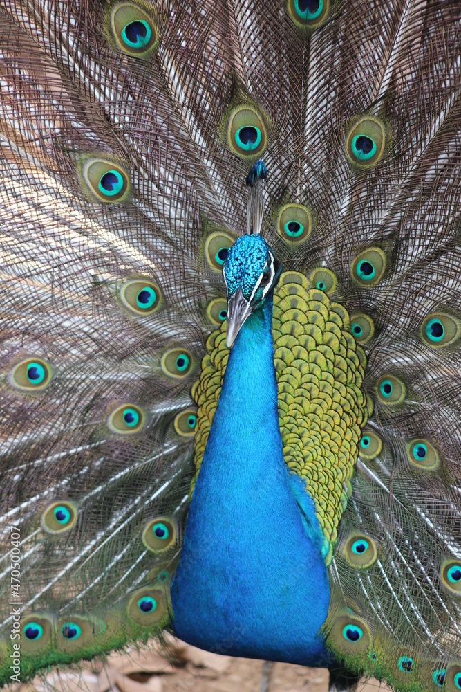 Obraz premium Colorful Peacock