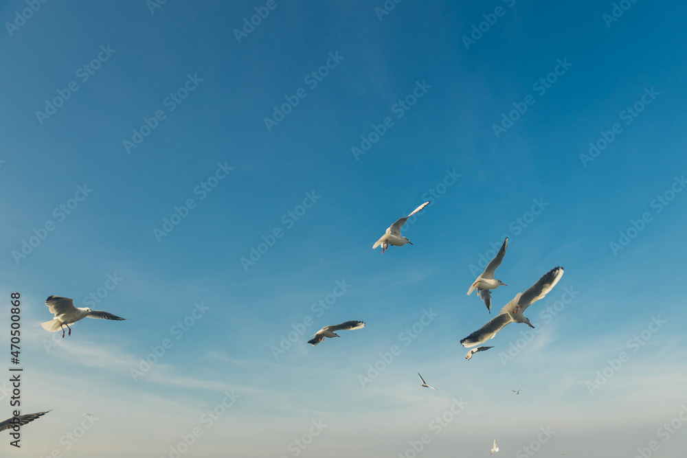 Seagulls flying high in the wind against the blue sky and white clouds, a flock of white birds. Seagulls flying high in the wind against the blue sky and white clouds, a flock of white birds.
