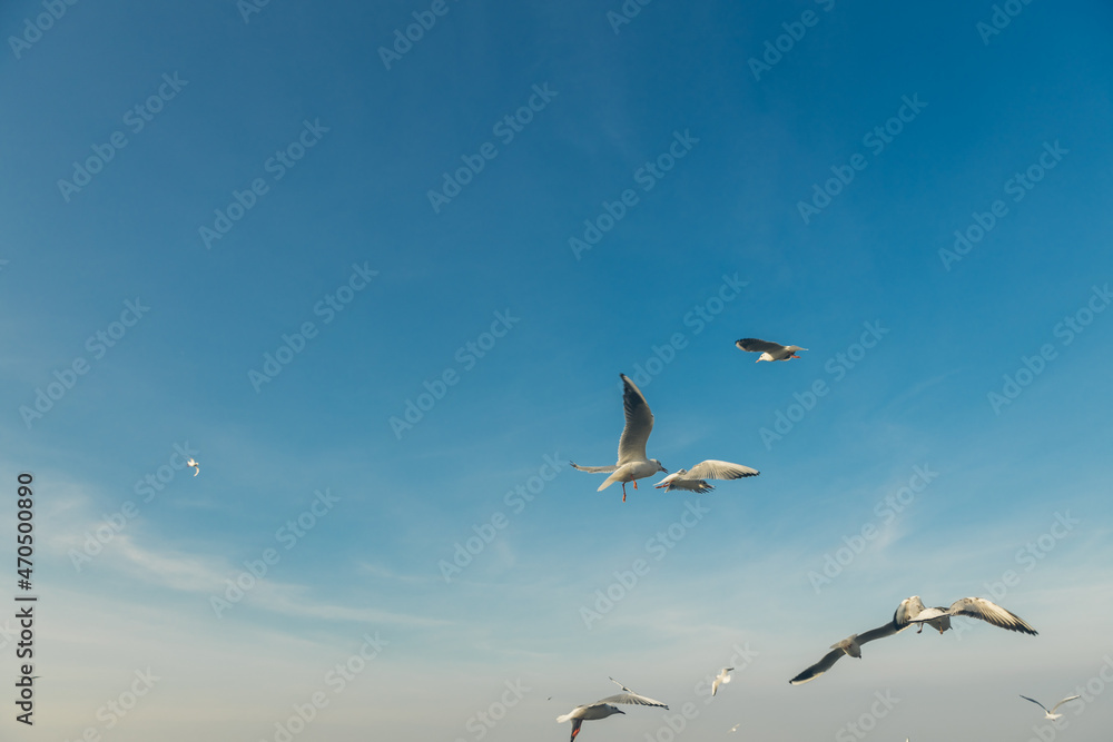 Seagulls flying high in the wind against the blue sky and white clouds, a flock of white birds.