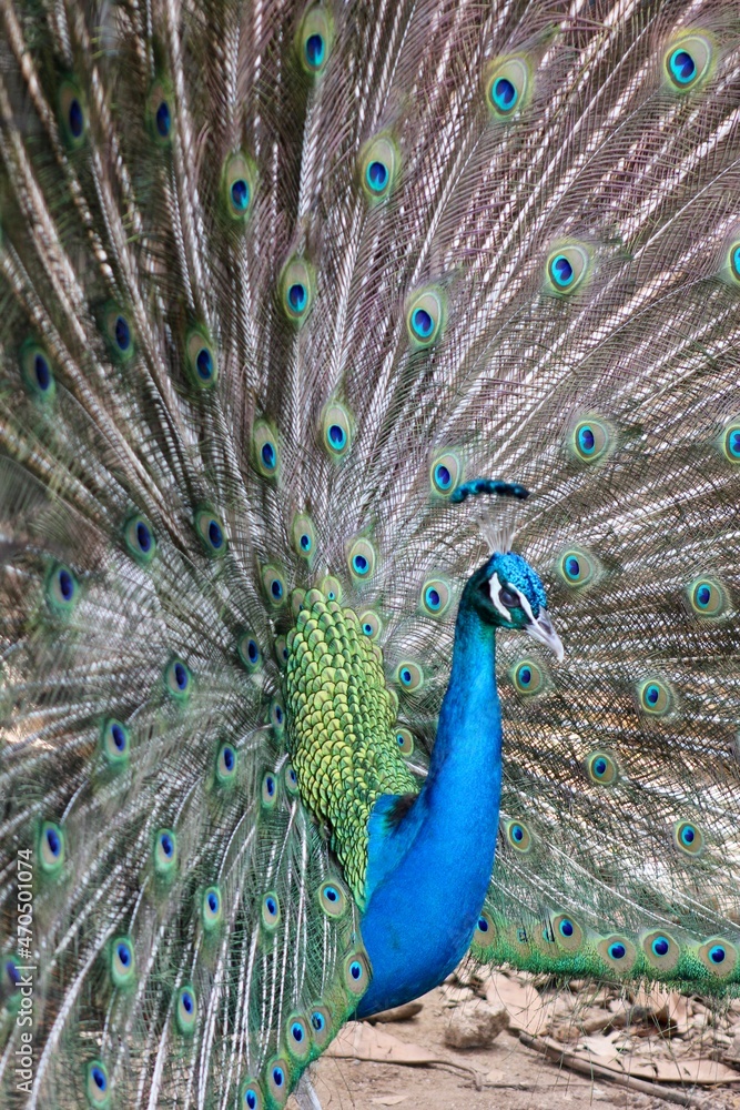 Fototapeta premium Colorful Peacock