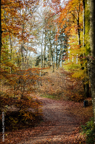 Müllerthal oder Müllerdall in Luxemburg in Herbst © Phatthiya
