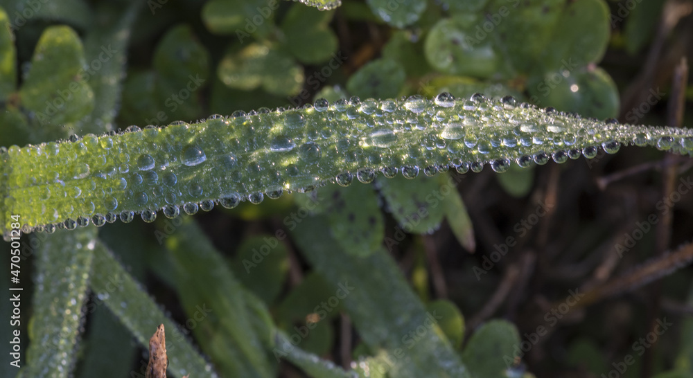 Naklejka premium Gocce di rugiada su fili di erba e trifogli