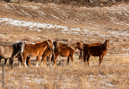 A herd of red horses on a winter pasture in the Altai mountains.
