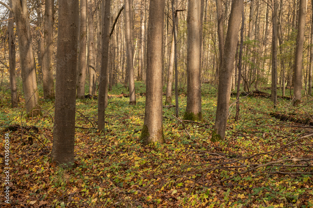 Sonnenbeschienene Baumstämme in herbstlichem Wald Sonnenbeschienene Baumstämme in herbstlichem Wald