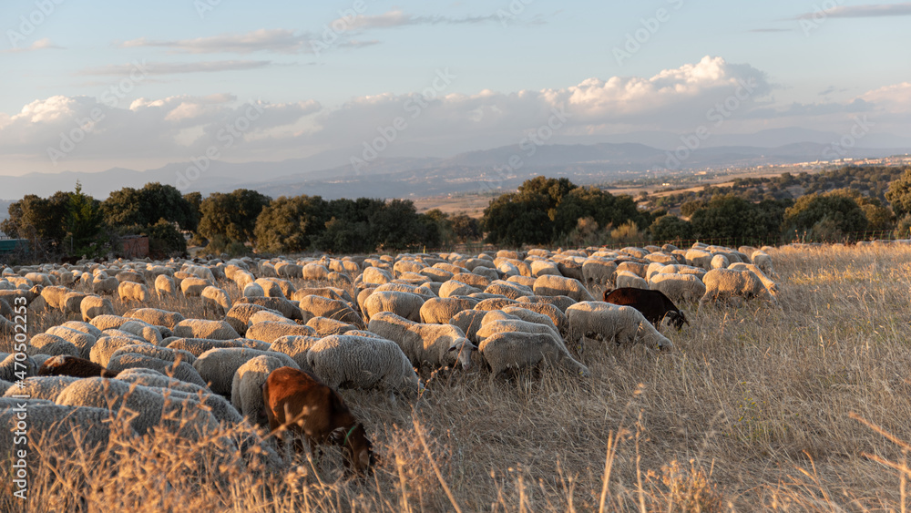 Flock of sheep on the transhumance at sunset - obrazy, fototapety, plakaty 