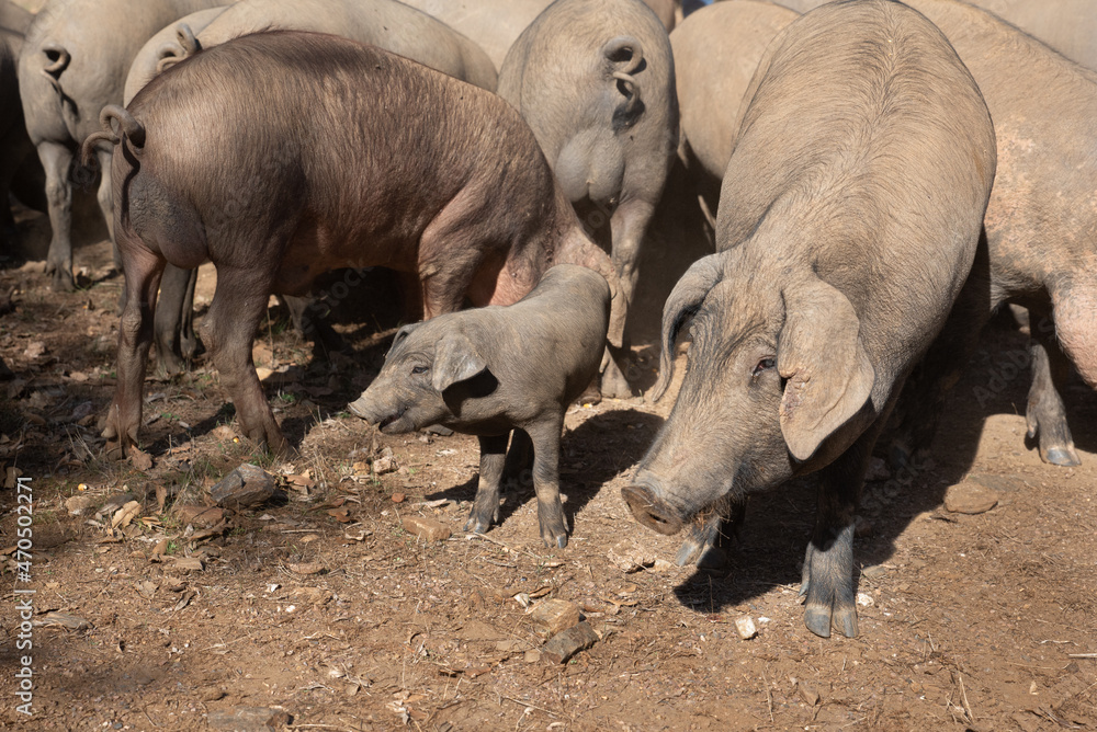 A group of iberian pigs and a piglet at the farm