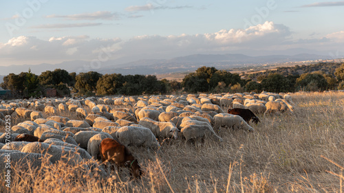 Flock of sheep on the transhumance at sunset