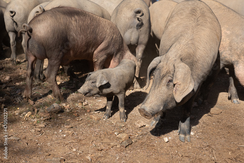A group of iberian pigs and a piglet at the farm photo