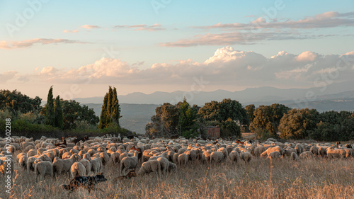 Flock of sheep on the transhumance at sunset
