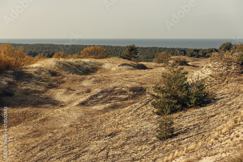 Panoramic view of the golden sand dunes of the Curonian Spit. The coastline of the Baltic Sea  forest belt  shrubs and grass on sand dunes.