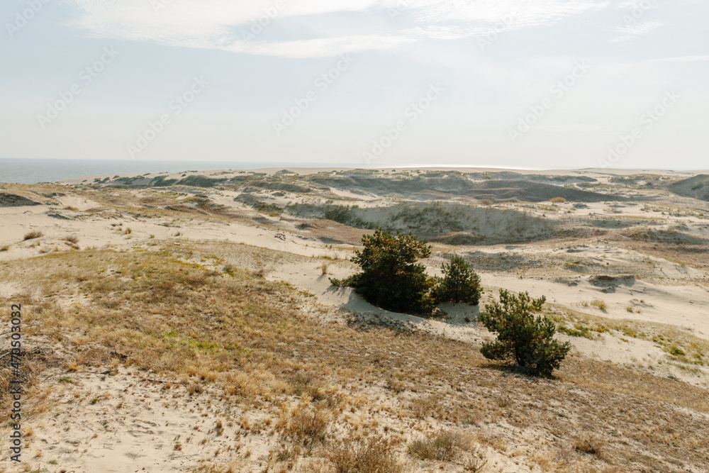 Panoramic view of the golden sand dunes of the Curonian Spit. The coastline of the Baltic Sea, forest belt, shrubs and grass on sand dunes.