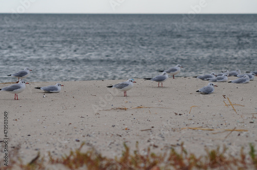 Seagulls resting on the sea beach against the backdrop of sea water.