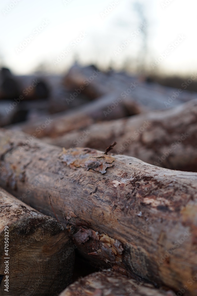Sawmill. Sawn tree. Tree trunk on a sawmill. Sawn tree trunk in closeup. Sawmill. Sawn tree. Tree trunk on a sawmill. Sawn tree trunk in closeup.
