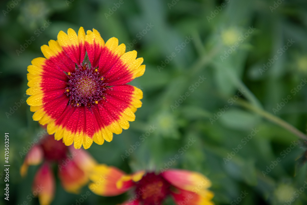 Morning Dew on Flower Morning Dew on Flower