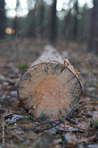 Sawn trunk of a tree lying on the ground. A log lying on the ground.