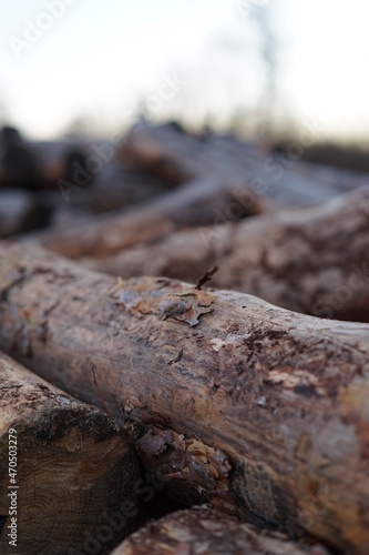 Wallpaper Mural Sawmill. Sawn tree. Tree trunk on a sawmill. Sawn tree trunk in closeup. Torontodigital.ca