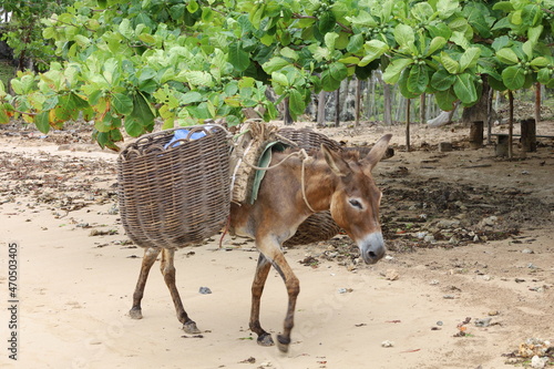 Valokuvatapetti Brazilian donkey transportation