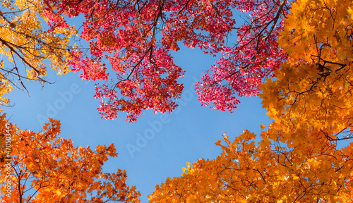 autumn leaves background