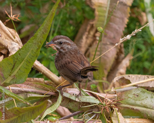 Song Sparrow with grasshopper