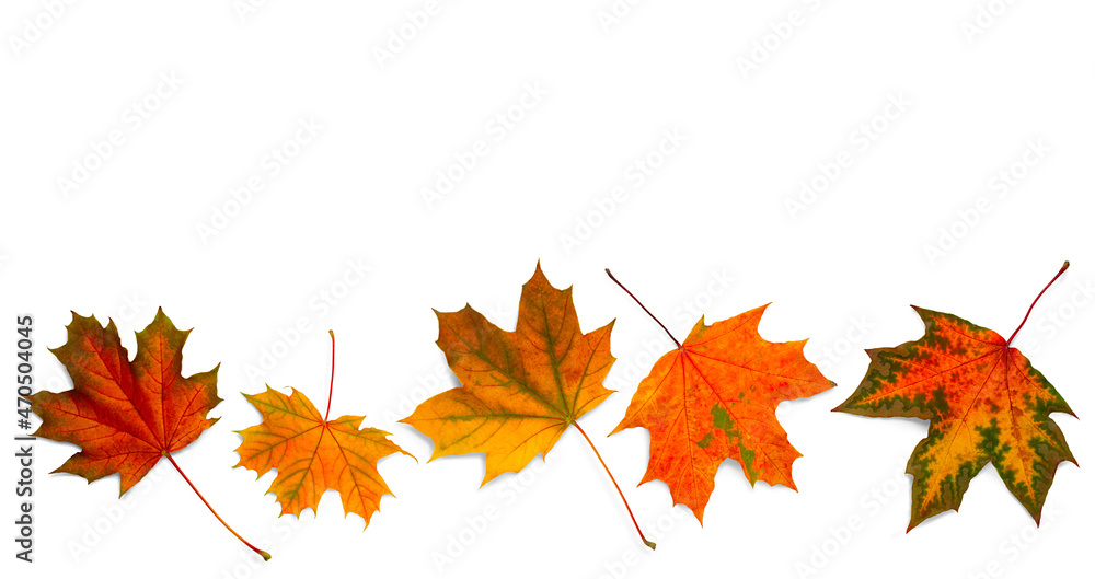 Obraz premium autumn leaves on white background. with shadows, clipping path for isolation without shadows on white