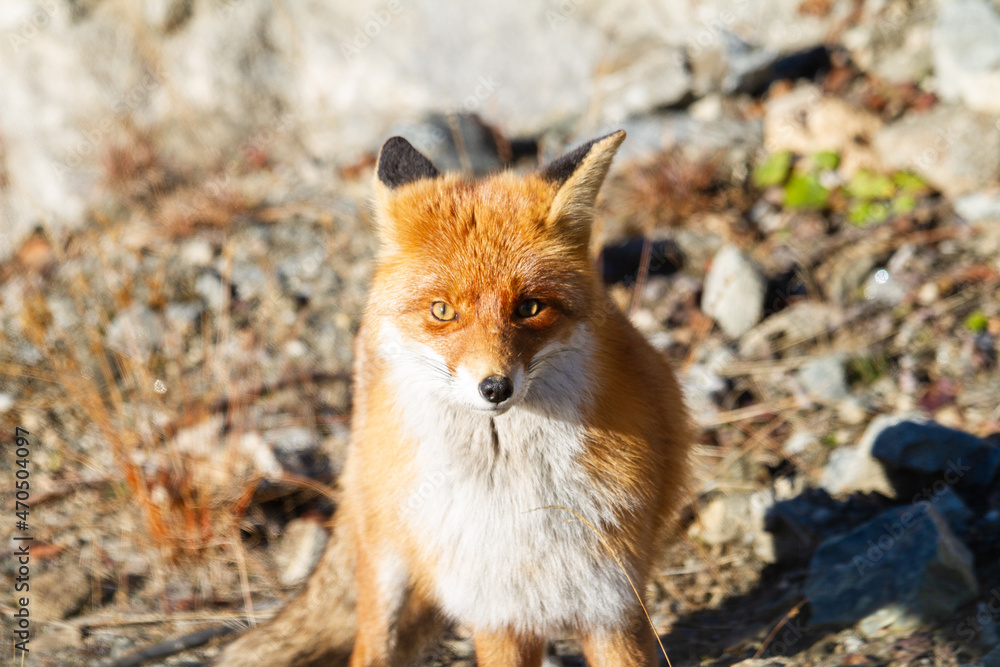 Fototapeta premium Fox