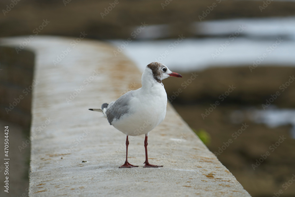 Petite mouette rieuse . Petite mouette rieuse .