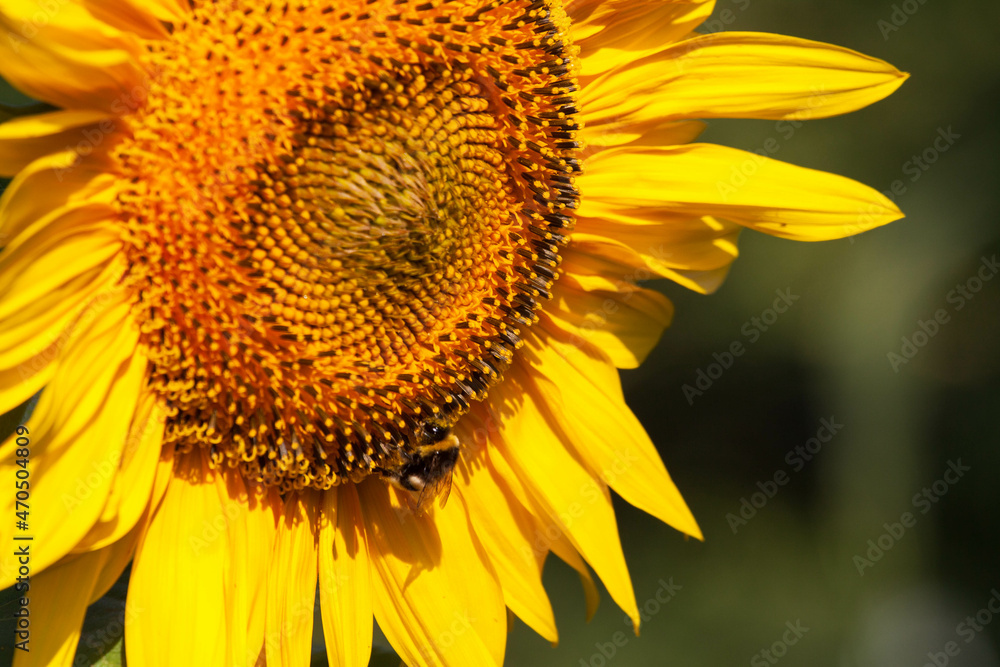 Obraz premium Blooming bright yellow sunflower. Sunflower field at the farm. Ripe sunflower seeds surrounded by yellow leaves in spring.