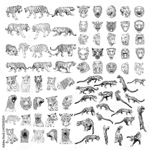 Set of tigers leopards and jaguars cub animals in various poses. Big cats heads and muzzles portraits. Live and made of stone statues and sculptures for decorations. Zodiac and lunar symbols. Vector.