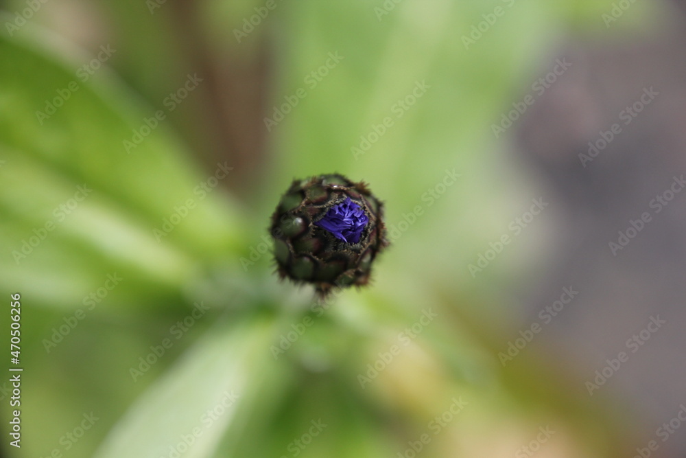 Fototapeta premium Lila Blume Knospe Nahaufnahme